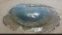 France's Largest Nuclear Plant Shut Down After Jellyfish Swarm Clogs Pumps