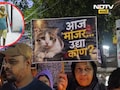 Ambernath News: मांजरीला न्याय मिळवून देण्यासाठी प्राणीप्रेमी रस्त्यावर, पहाटे काय घडलं होतं तिच्यासोबत?