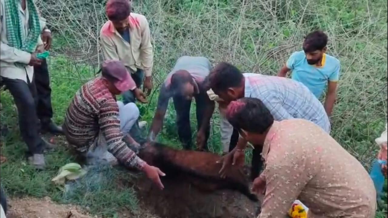 barwani malan baba goat funeral: बकरे की शवयात्रा में उमड़ा गांव. barwani malan baba goat funeral: बकरे की शवयात्रा में उमड़ा गांव.
