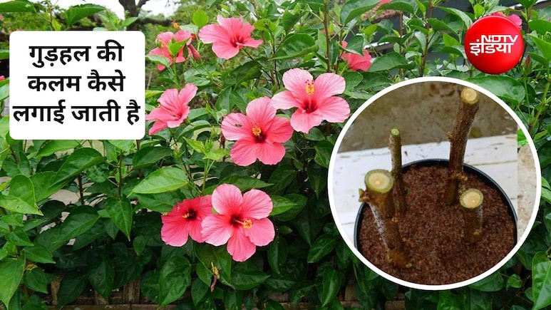 गुड़हल की कलम कब लगानी चाहिए? गुड़हल की कटिंग को पानी में कैसे लगाएं, जान&zwj;िए यहां