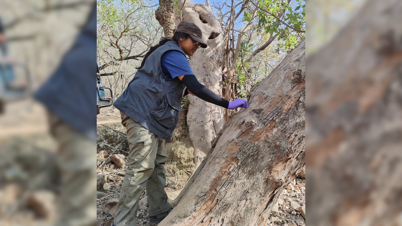 Chemical ecologist, BV Aditi Prasad, who spent month's collecting samples from tigers and leopards. Photo Credit: NCBS Chemical ecologist, BV Aditi Prasad, who spent month's collecting samples from tigers and leopards. Photo Credit: NCBS