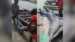 Fisherman Booked For Hunting Gangetic Dolphin in Bihar's Kosi River, Planned to Extract Oil