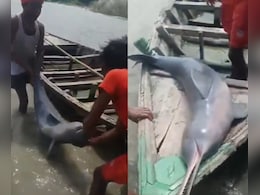 Fisherman Booked For Hunting Gangetic Dolphin in Bihar's Kosi River, Planned to Extract Oil