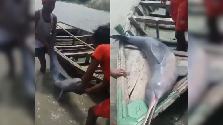 Fisherman Booked For Hunting Gangetic Dolphin in Bihar's Kosi River, Planned to Extract Oil