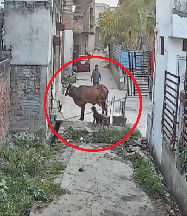 Animal Cruelty Case: गाय पर हमले का CCTV वीडियो आया सामने