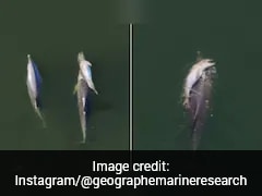Video: Mother Dolphin Refuses To Let Dead Newborn Sink, Carries It For Days