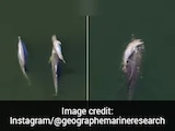 Video: Mother Dolphin Refuses To Let Dead Newborn Sink, Carries It For Days