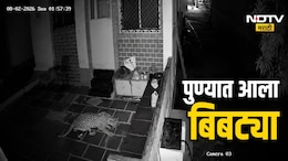Pune News : पुण्यात थेट बंगल्यात घुसला बिबट्या; कुत्र्याला उचलून पळवला, पाहा अंगावर काटा आणणारा प्रकार, VIDEO