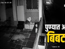 Pune News : पुण्यात थेट बंगल्यात घुसला बिबट्या; कुत्र्याला उचलून पळवला, पाहा अंगावर काटा आणणारा प्रकार, VIDEO