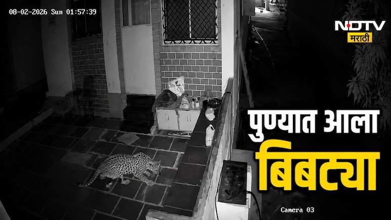 Pune News : पुण्यात थेट बंगल्यात घुसला बिबट्या; कुत्र्याला उचलून पळवला, पाहा अंगावर काटा आणणारा प्रकार, VIDEO