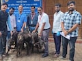 मिल्क प्रोडक्शन की दुनिया में बड़ा 'चमत्कार', एंब्रियो ट्रांसफर से अब एक भैंस से होंगे साल भर में 50 से ज्यादा बच्चे