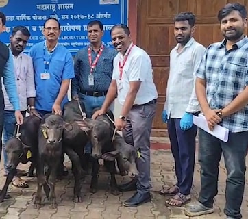 मिल्क प्रोडक्शन की दुनिया में बड़ा 'चमत्कार', एंब्रियो ट्रांसफर से अब एक भैंस से होंगे साल भर में 50 से ज्यादा बच्चे