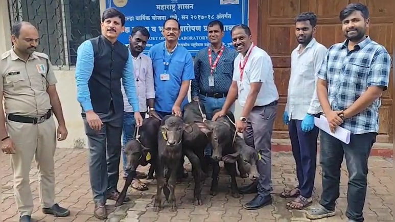 मिल्क प्रोडक्शन की दुनिया में बड़ा 'चमत्कार', एंब्रियो ट्रांसफर से अब एक भैंस से होंगे साल भर में 50 से ज्यादा बच्चे