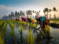 FCI Allocates 23-Lakh-Tonne Rice For Ethanol; Govt Flags 2 Diversion Cases