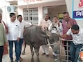 पार्षदों ने भैंस के आगे बजाई बीन, बोले- डबरा नगर परिषद में नहीं हो रहा काम, अब करेंगे आमरण अनशन