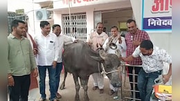 पार्षदों ने भैंस के आगे बजाई बीन, बोले- डबरा नगर परिषद में नहीं हो रहा काम, अब करेंगे आमरण अनशन