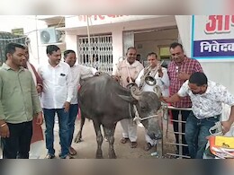 पार्षदों ने भैंस के आगे बजाई बीन, बोले- डबरा नगर परिषद में नहीं हो रहा काम, अब करेंगे आमरण अनशन
