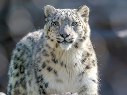 Ladakh Launches India's First Snow Leopard Safari Across High-Altitude Wildlife Habitats
