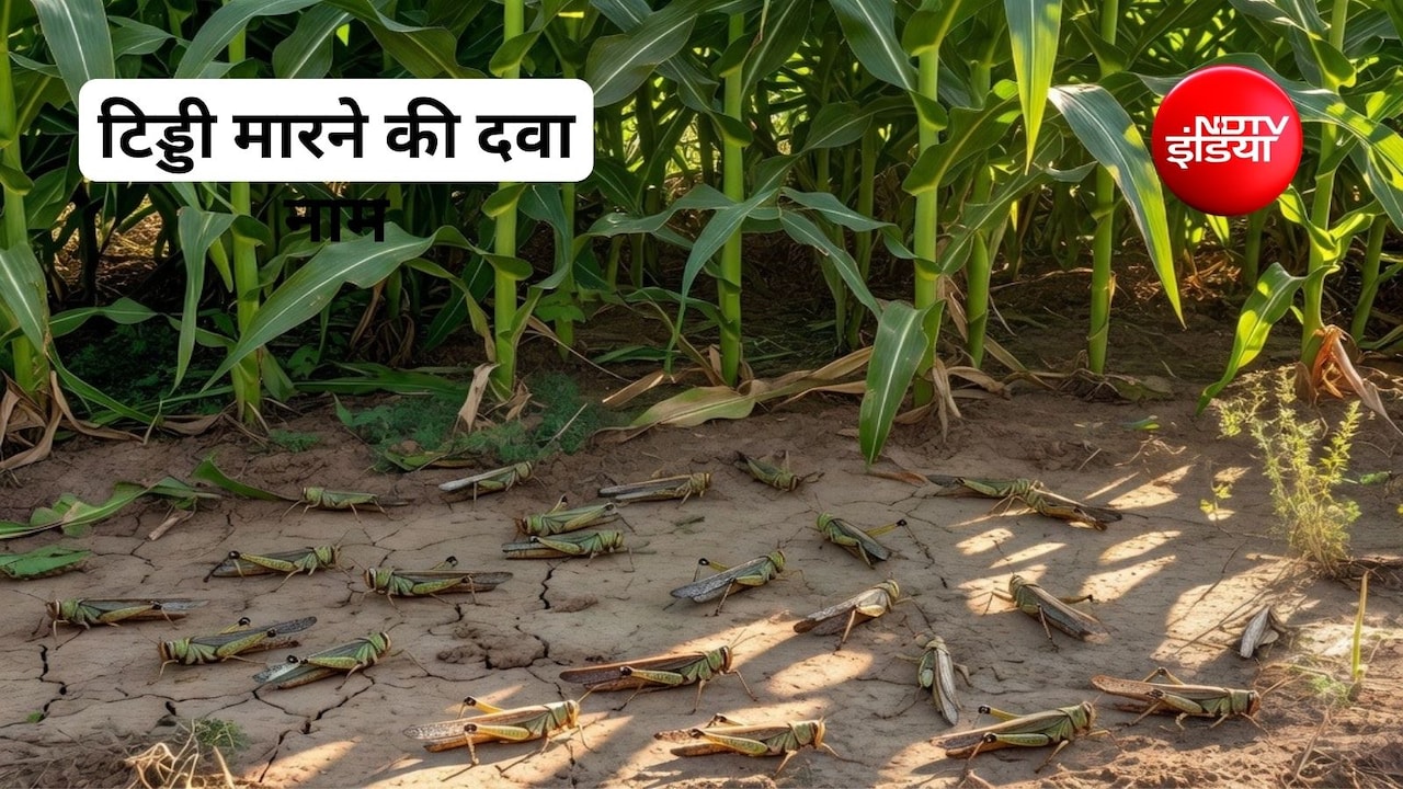 टिड्डी को कैसे भगाएं? टिड्डी भगाने के लिए कौन सी दवा का उपयोग किया जा सकता है