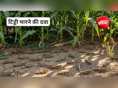टिड्डी को कैसे भगाएं? टिड्डी भगाने के लिए कौन सी दवा का उपयोग किया जा सकता है