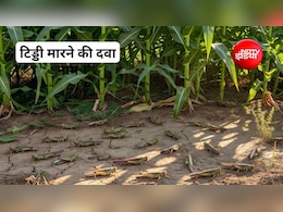 टिड्डी को कैसे भगाएं? टिड्डी भगाने के लिए कौन सी दवा का उपयोग किया जा सकता है