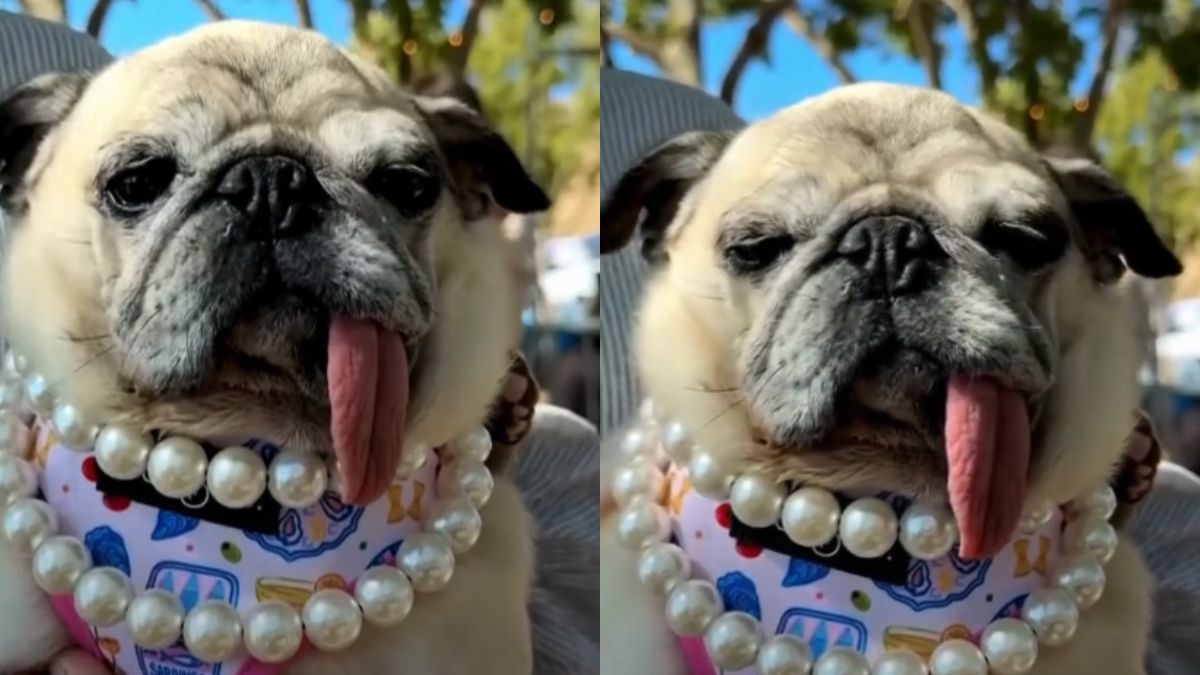 6-Year-Old Pug Jinny Lu Wins 2026 World's Ugliest Dog Contest