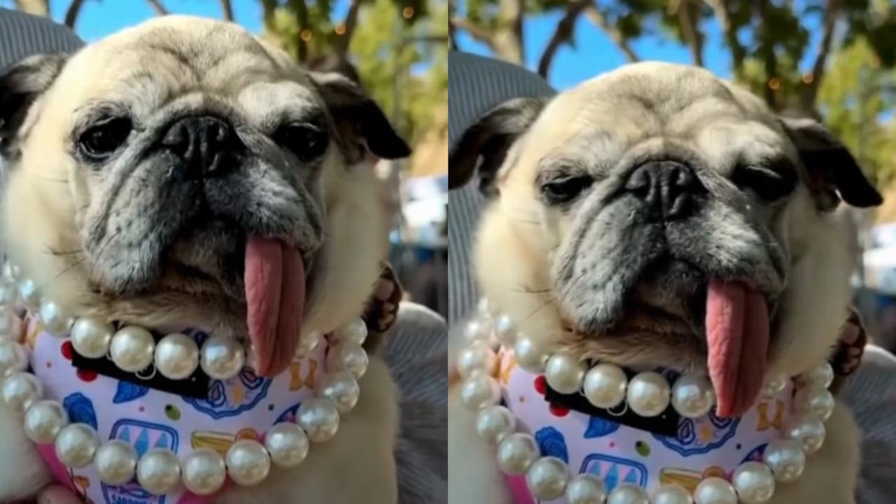6-Year-Old Pug Jinny Lu Wins 2026 World's Ugliest Dog Contest