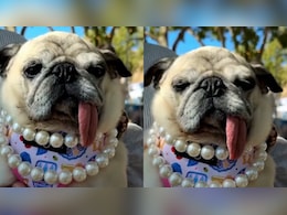 6-Year-Old Pug Jinny Lu Wins 2026 World's Ugliest Dog Contest