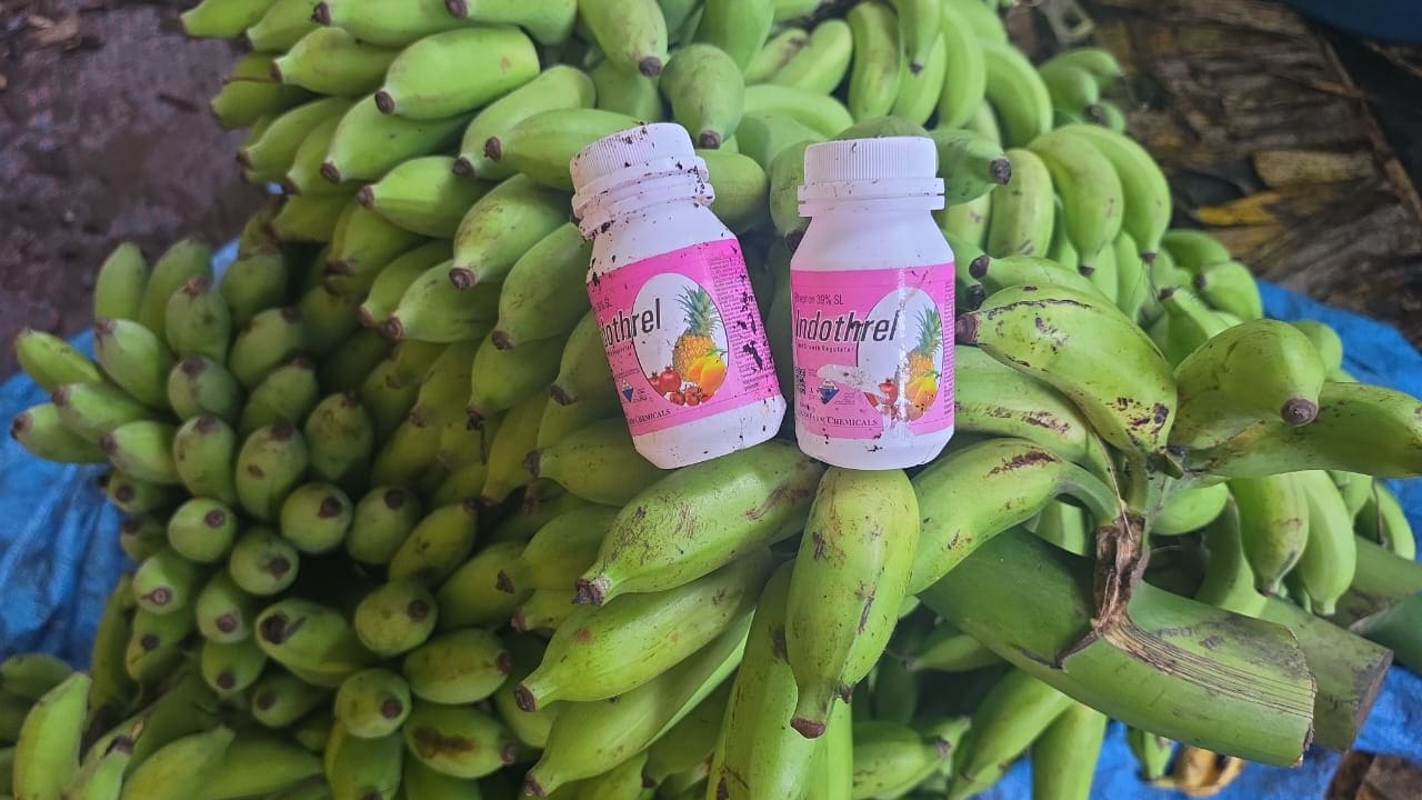 Bananas were seized with the chemicals used to ripen them 