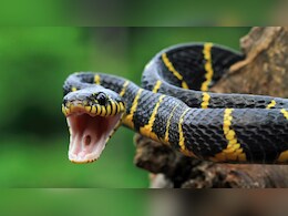 सांप काटने पर अब मिलेगा तेजी से इलाज! महाराष्ट्र ने Snake Bite को घोषित किया Notified Disease