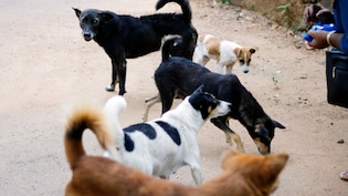 Mumbai's Stray Dogs To Get QR Collars: How The New BMC Tracking System Works