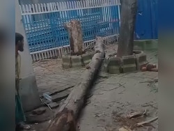 Tree Branch Falls On Patients' Attendants At Kolkata Hospital, Woman Dies