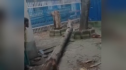 Tree Branch Falls On Patients' Attendants At Kolkata Hospital, Woman Dies