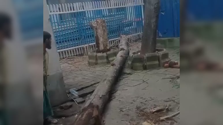 Tree Branch Falls On Patients' Attendants At Kolkata Hospital, Woman Dies