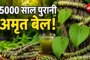 5000 साल से भी ज्यादा पुरानी है ये जड़ी-बूटी, 1 नहीं 100 से ज्यादा बीमारियों में आती है काम