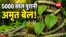 5000 साल से भी ज्यादा पुरानी है ये जड़ी-बूटी, 1 नहीं 100 से ज्यादा बीमारियों में आती है काम