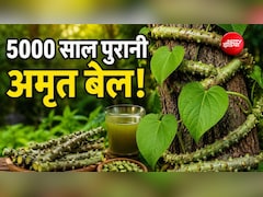 5000 साल से भी ज्यादा पुरानी है ये जड़ी-बूटी, 1 नहीं 100 से ज्यादा बीमारियों में आती है काम