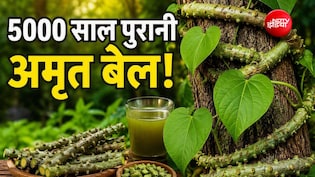 5000 साल से भी ज्यादा पुरानी है ये जड़ी-बूटी, 1 नहीं 100 से ज्यादा बीमारियों में आती है काम