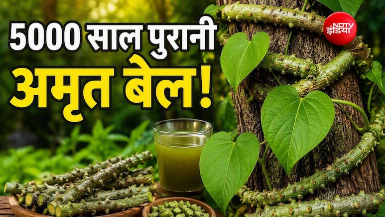 5000 साल से भी ज्यादा पुरानी है ये जड़ी-बूटी, 1 नहीं 100 से ज्यादा बीमारियों में आती है काम