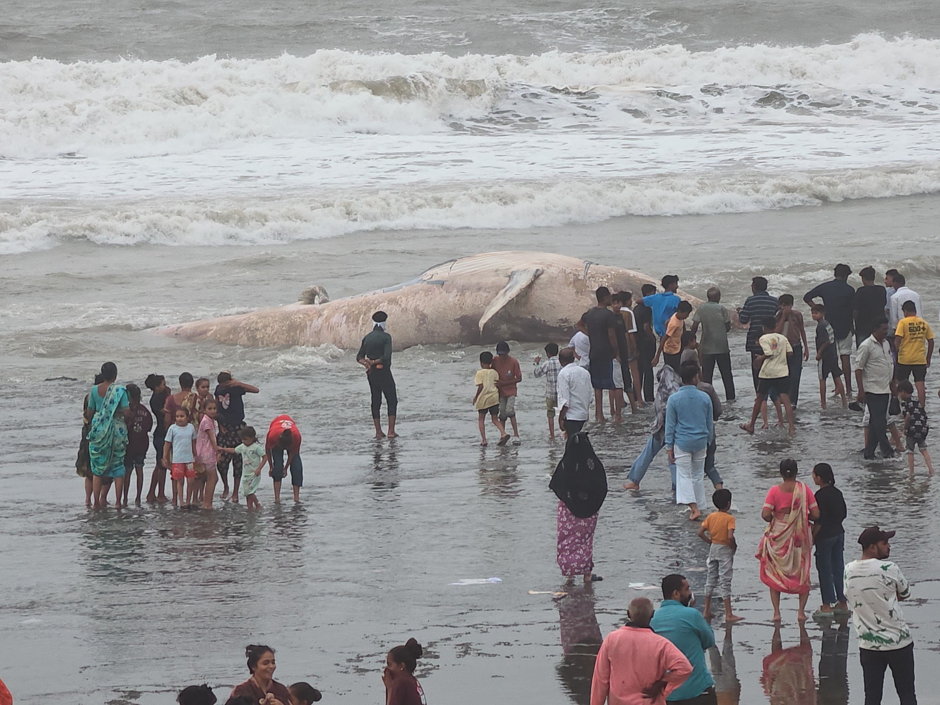 Humpback Whale: बीच पर मौजूद व्हेल को देखते स्थानीय लोग Humpback Whale: बीच पर मौजूद व्हेल को देखते स्थानीय लोग