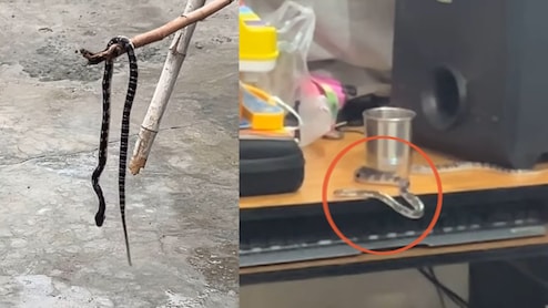 टेबल पर रेंगता दिखा सांप, देख घर वालों की निकल गई चीखें! सोशल मीडिया पर बार-बार देखा जा रहा है ये वीडियो