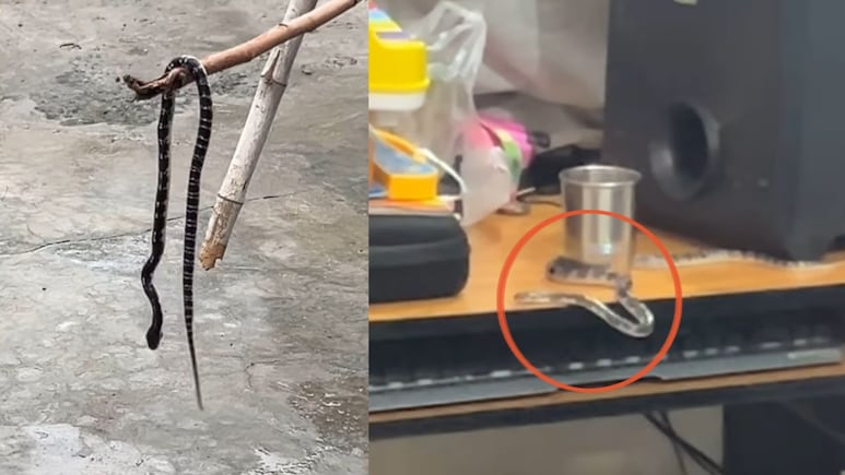 टेबल पर रेंगता दिखा दुनिया का सबसे जहरीला सांप, मंजर देख कांप उठे घर वाले!
