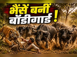 बाघ ने हमला किया, भैंसों ने मालिक को बचा लिया ! बांधवगढ़ में सामने आया अनोखा मामला