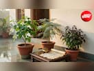 Sawan 2026 Vastu Tips: सावन में घर लाएं ये 3 पौधे, दूर होगी आर्थिक तंगी और वास्तु दोष