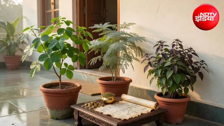 Sawan 2026 Vastu Tips: सावन में घर लाएं ये 3 पौधे, दूर होगी आर्थिक तंगी और वास्तु दोष