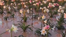 Harsh Goenka Shares Namibian Desert Where 1 Million Lilies Bloom Overnight