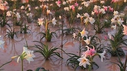 Harsh Goenka Shares Stunning Namibian Desert Where 1 Million Lilies Bloom Overnight