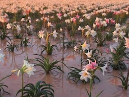 Harsh Goenka Shares Stunning Namibian Desert Where 1 Million Lilies Bloom Overnight