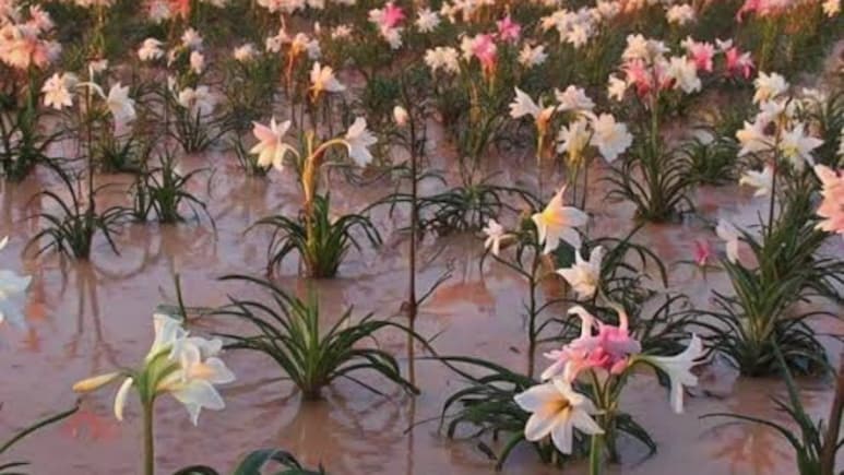 Harsh Goenka Shares Stunning Namibian Desert Where 1 Million Lilies Bloom Overnight