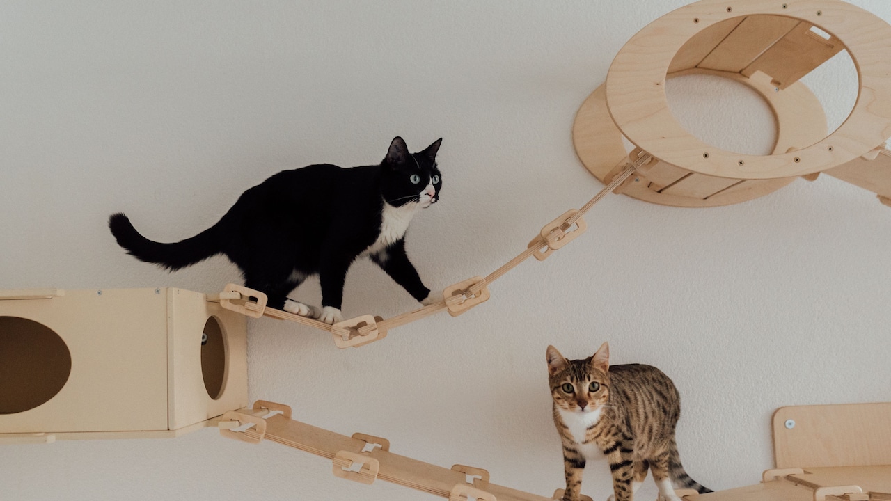 Cat climbing toys every pet owner needs Cat climbing toys every pet owner needs